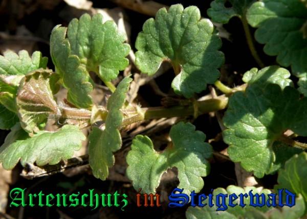 Copyright AiS / 2009 - Albert Meier Bild zum Eintrag (22956-160)