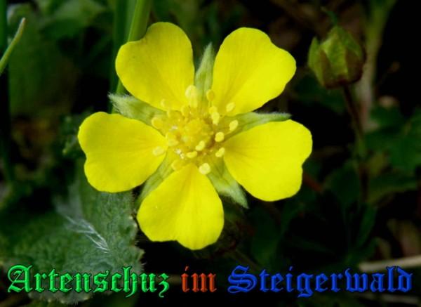 Copyright AiS / 2009 - Albert Meier Bild zum Eintrag (22973-160)