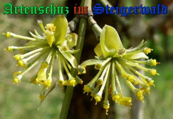 Copyright AiS / 2009 - Albert Meier Bild zum Eintrag (22990-160)