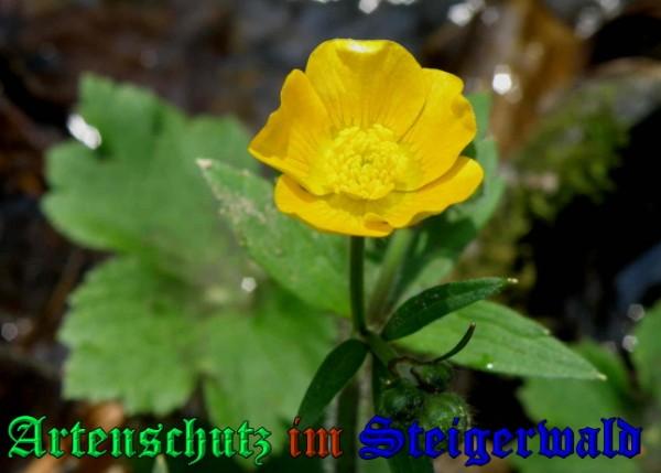 Copyright AiS / 2009 - Albert Meier Bild zum Eintrag (23046-160)