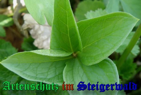 Copyright AiS / 2009 - Albert Meier Bild zum Eintrag (23054-160)