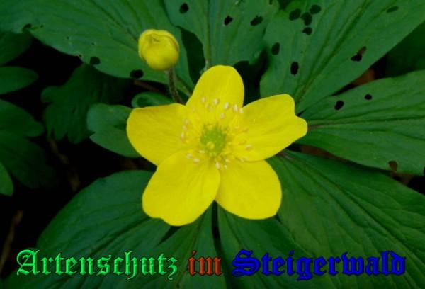 Copyright AiS / 2009 - Albert Meier Bild zum Eintrag (23060-160)