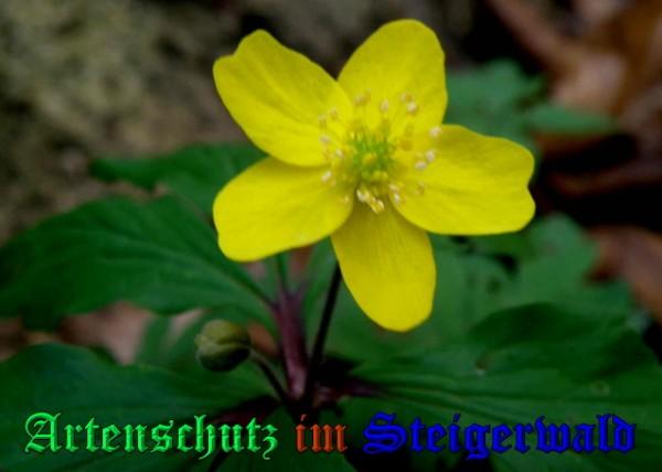 Copyright AiS / 2009 - Albert Meier Bild zum Eintrag (23062-160)