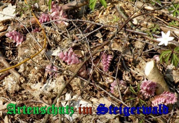 Copyright AiS / 2009 - Albert Meier Bild zum Eintrag (23065-160)
