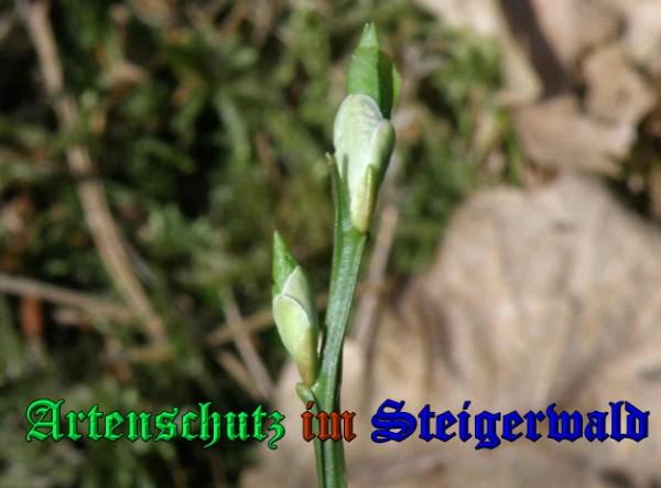 Copyright AiS / 2009 - Albert Meier Bild zum Eintrag (23076-160)