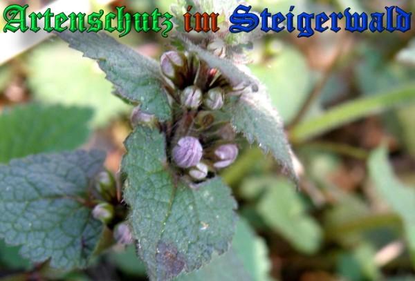 Copyright AiS / 2009 - Albert Meier Bild zum Eintrag (23083-160)