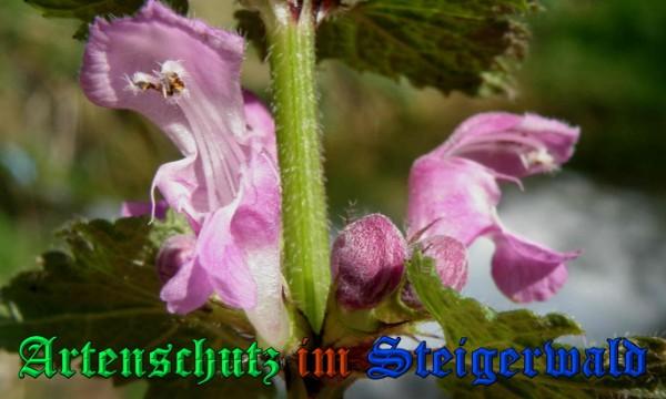 Copyright AiS / 2009 - Albert Meier Bild zum Eintrag (23084-160)