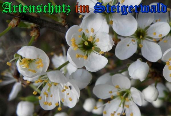 Copyright AiS / 2009 - Albert Meier Bild zum Eintrag (23088-160)