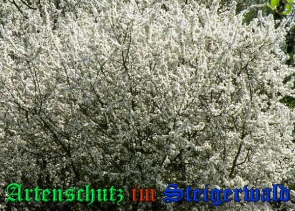 Copyright AiS / 2009 - Albert Meier Bild zum Eintrag (23089-160)