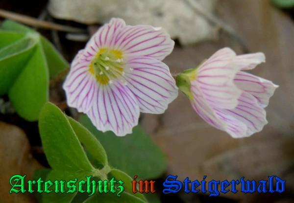 Copyright AiS / 2009 - Albert Meier Bild zum Eintrag (23096-160)