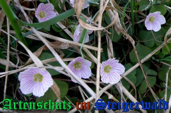 Copyright AiS / 2009 - Albert Meier Bild zum Eintrag (23097-160)