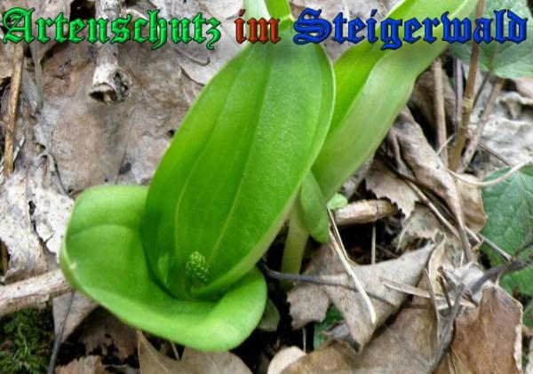 Copyright AiS / 2009 - Albert Meier Bild zum Eintrag (23114-160)
