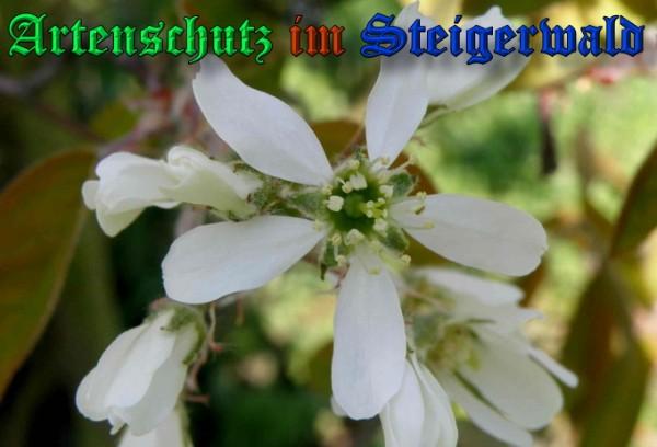 Copyright AiS / 2009 - Albert Meier Bild zum Eintrag (23121-160)