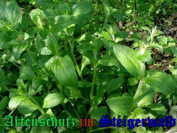 Copyright AiS / 2009 - Albert Meier Bild zum Eintrag (23129-160)
