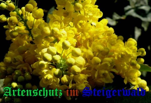 Copyright AiS / 2009 - Albert Meier Bild zum Eintrag (23135-160)