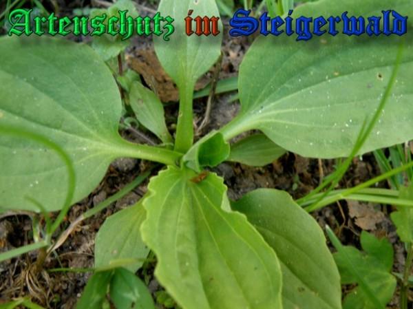 Copyright AiS / 2009 - Albert Meier Bild zum Eintrag (23140-160)