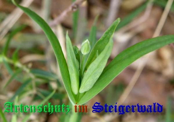 Copyright AiS / 2009 Albert Meier Bild zum Eintrag (23187-160)