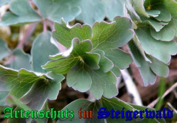 Copyright AiS / 2009 Albert Meier Bild zum Eintrag (23218-160)