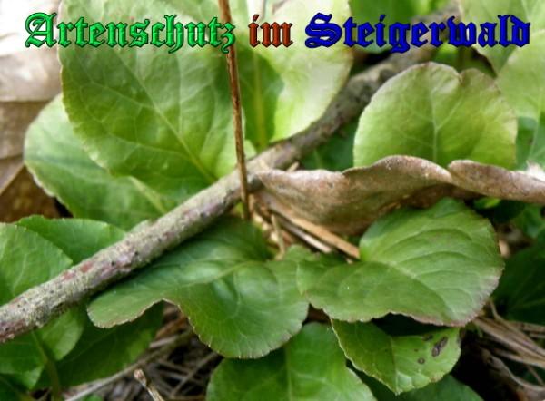 Copyright AiS / 2009 Albert Meier Bild zum Eintrag (23222-160)
