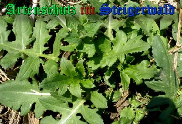 Copyright AiS / 2009 Albert Meier Bild zum Eintrag (23226-160)