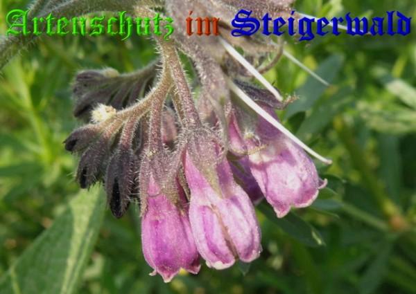Copyright AiS / 2009 Albert Meier Bild zum Eintrag (23246-160)