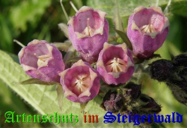 Copyright AiS / 2009 Albert Meier Bild zum Eintrag (23247-160)