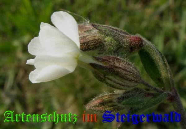 Bild zum Eintrag (23251-160)