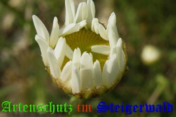 Copyright AiS / 2009 Albert Meier Bild zum Eintrag (23256-160)