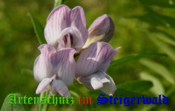 Copyright AiS / 2009 Albert Meier Bild zum Eintrag (23262-160)