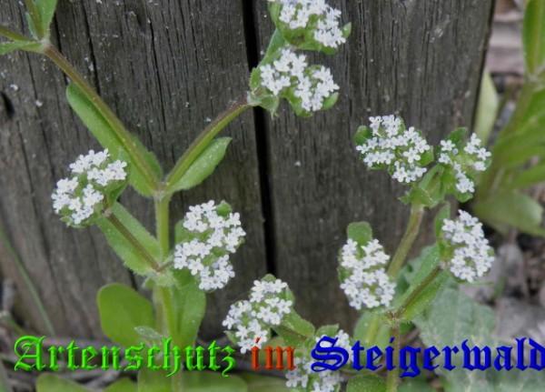 Copyright AiS / 2009 Albert Meier Bild zum Eintrag (23266-160)