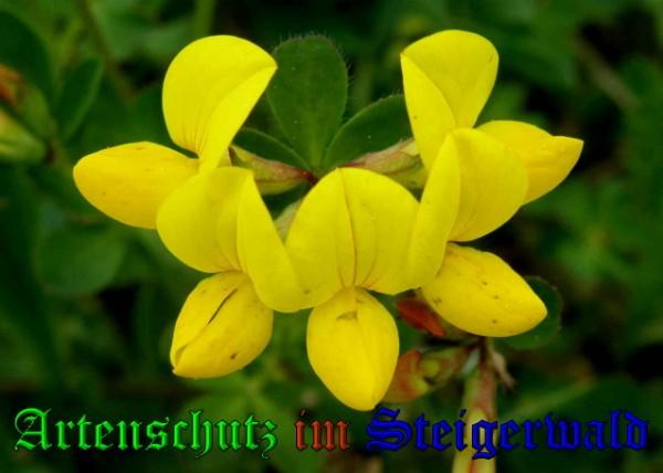 Copyright AiS / 2009 Albert Meier Bild zum Eintrag (23282-160)