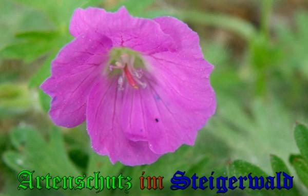 Copyright AiS / 2009 Albert Meier Bild zum Eintrag (23286-160)