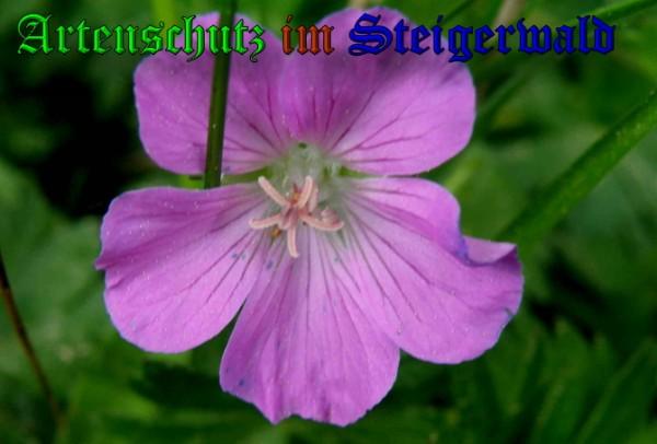 Copyright AiS / 2009 Albert Meier Bild zum Eintrag (23287-160)