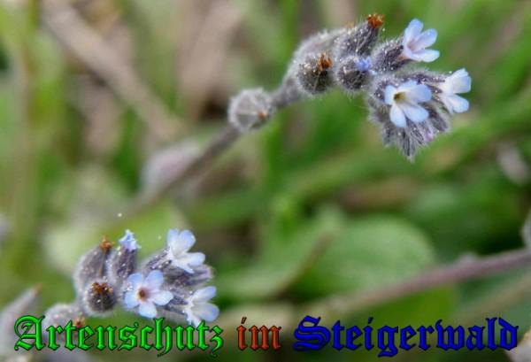 Copyright AiS / Albert Meier Bild zum Eintrag (23292-160)