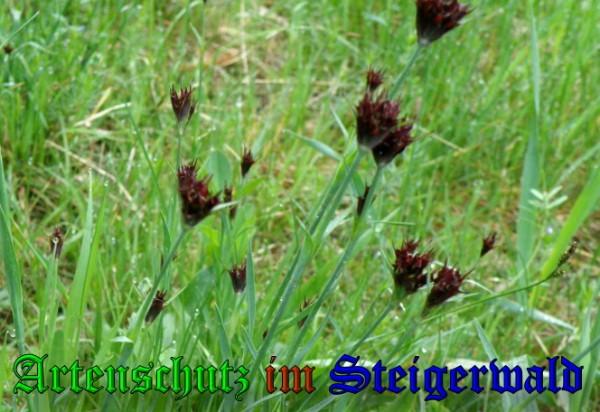 Copyright AiS / 2009 Albert Meier Bild zum Eintrag (23301-160)