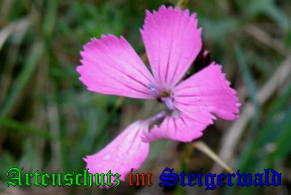 Copyright AiS / 2009 Albert Meier Bild zum Eintrag (23302-160)