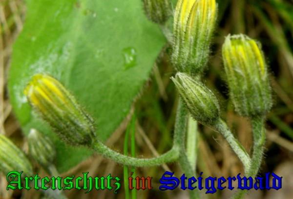 Copyright AiS / 2009 Albert Meier Bild zum Eintrag (23306-160)