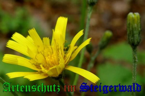 Copyright AiS / 2009 Albert Meier Bild zum Eintrag (23307-160)