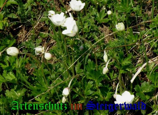 Copyright AiS / 2009 Albert Meier Bild zum Eintrag (23311-160)