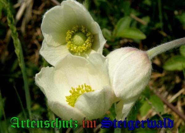 Copyright AiS / 2009 Albert Meier Bild zum Eintrag (23312-160)