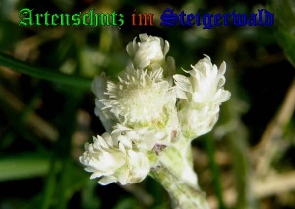 Copyright AiS / 2009 Albert Meier Bild zum Eintrag (23316-160)