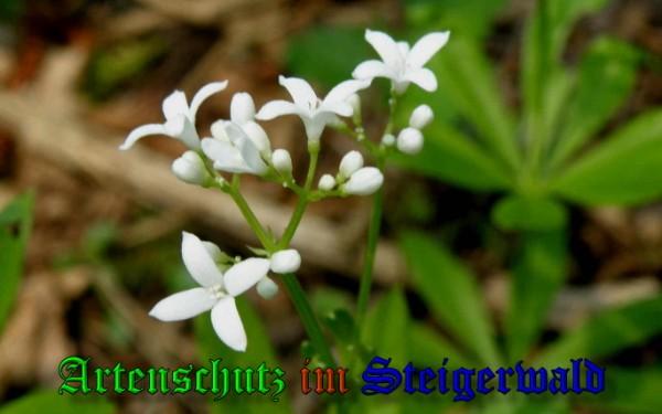 Copyright AiS / 2009 Albert Meier Bild zum Eintrag (23326-160)
