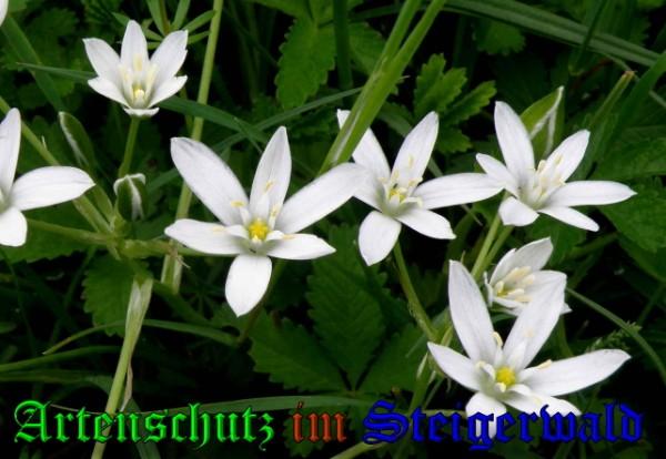 Copyright AiS / 2009 Albert-Meier Bild zum Eintrag (23352-160)