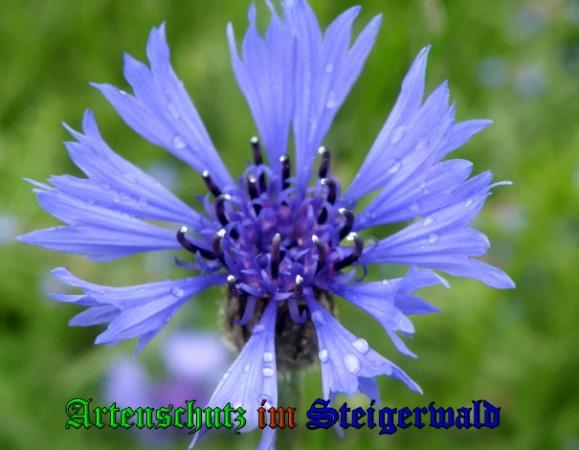 Copyright AiS / 2009 Albert Meier Bild zum Eintrag (23358-160)