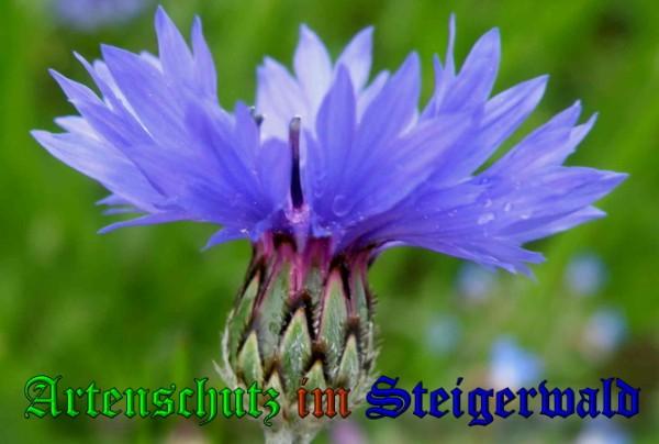 Copyright AiS / 2009 Albert Meier Bild zum Eintrag (23359-160)
