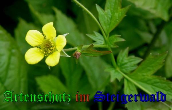 Copyright AiS / 2009 Albert Meier Bild zum Eintrag (23363-160)