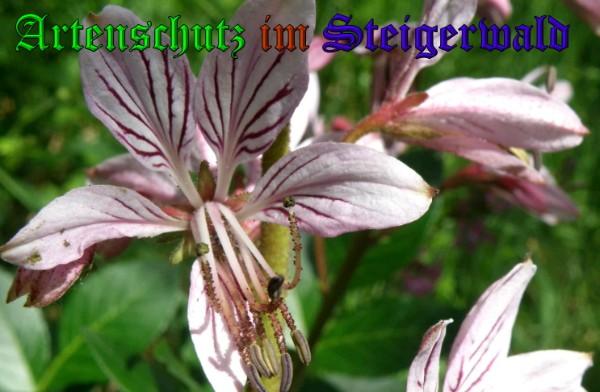 Copyright AiS / 2009 Albert Meier Bild zum Eintrag (23368-160)