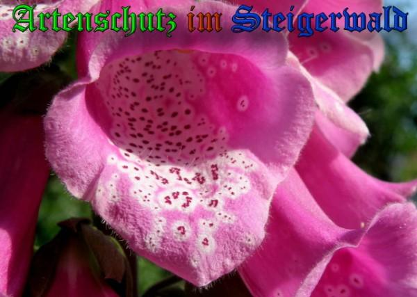 Copyright AiS / 2009 Albert Meier Bild zum Eintrag (23377-160)