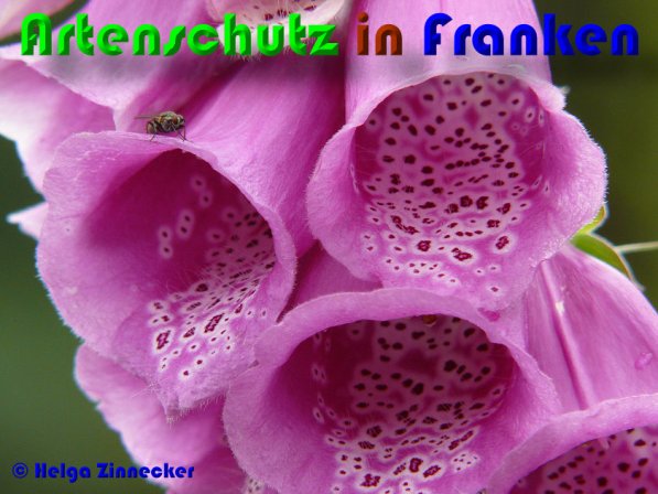 Copyright AiS Helga Zinnecker Bild zum Eintrag (23378-160)