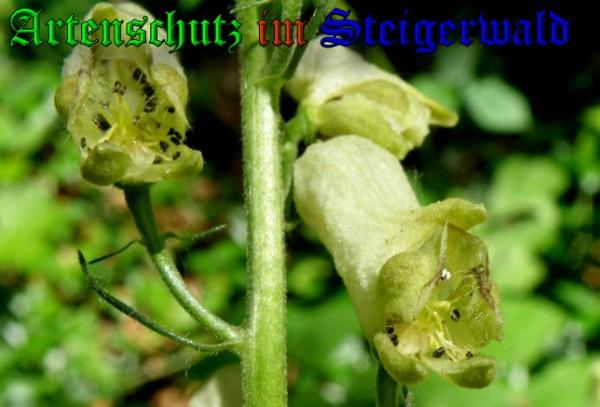 Copyright AiS / 2009 Albert Meier Bild zum Eintrag (23382-160)